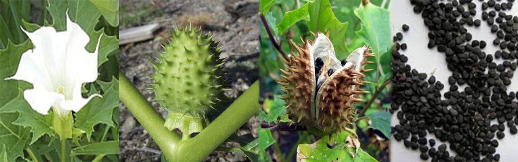 Datura seeds for the treatment of varicose veins at home