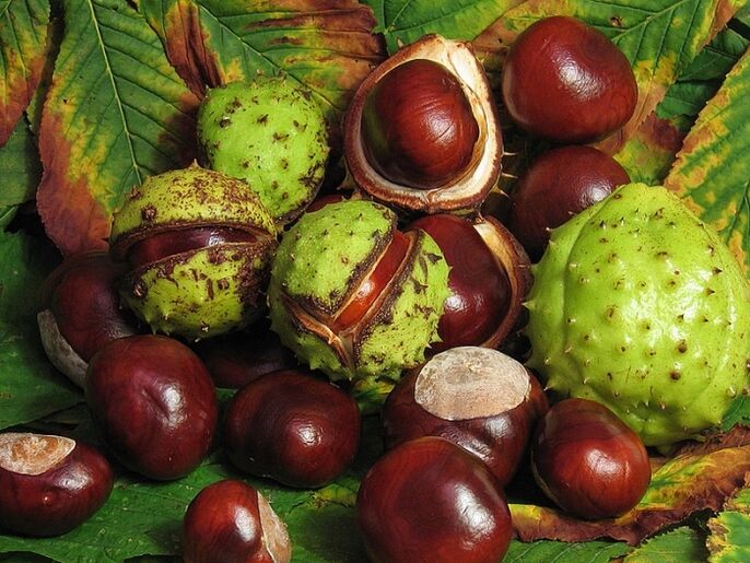 Horse chestnut for the preparation of VRV infusion